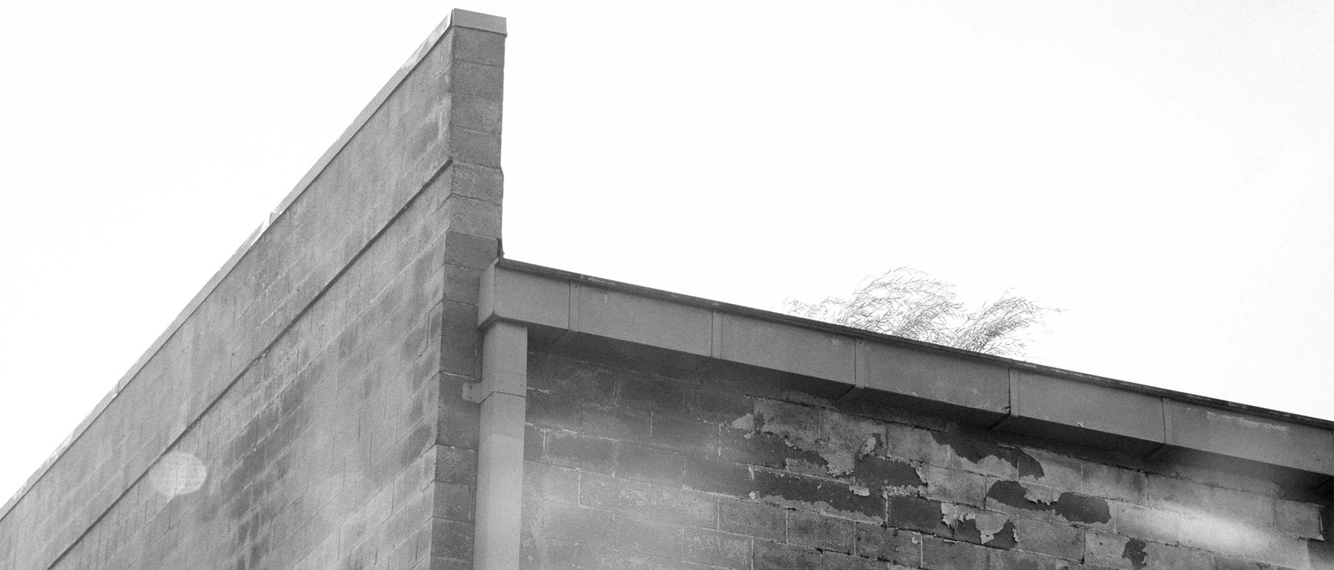 wild grass growing on the roof of Ames